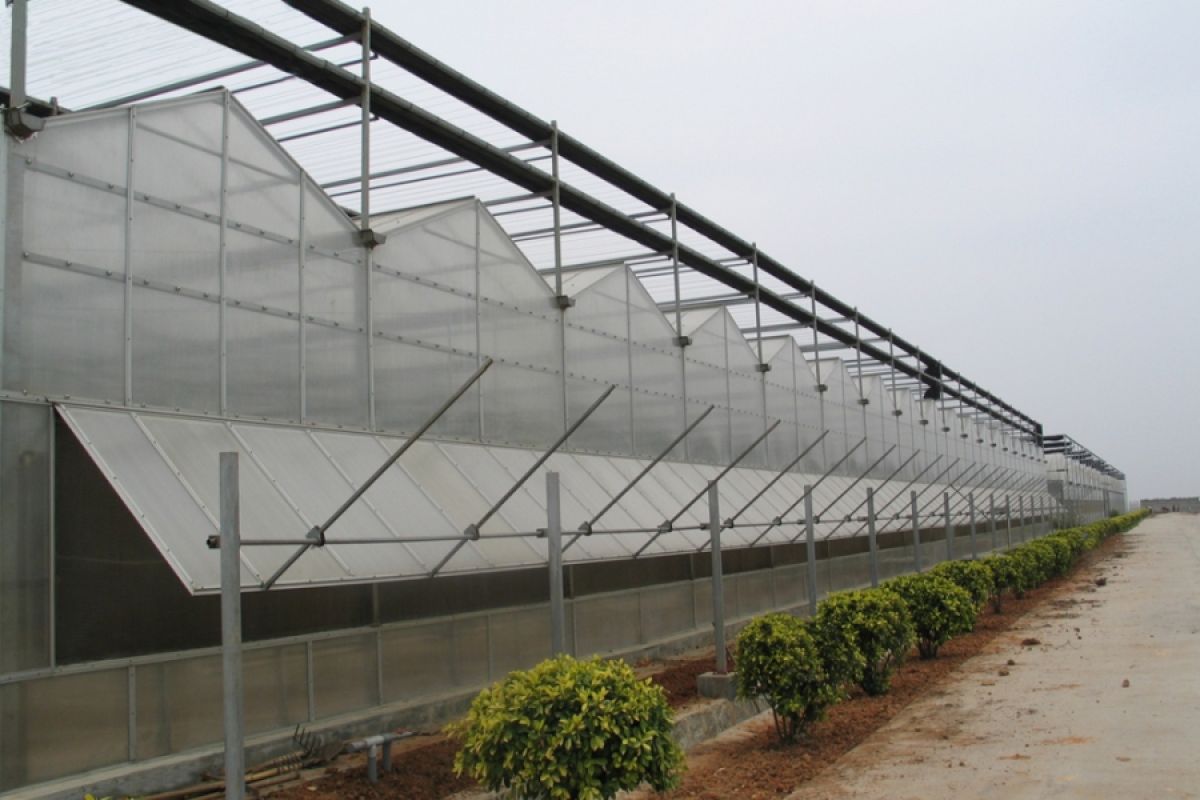 Commercial greenhouse