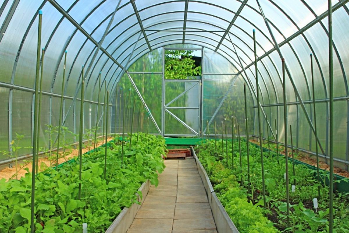 Greenhouse interior